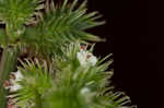 Largefruit blacksnakeroot